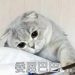 娱乐吃瓜七七折耳猫,娱乐吃瓜界的神秘力量