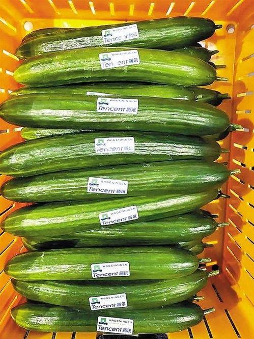 吃瓜娱乐 小黄瓜,吃瓜娱乐界的清新代表