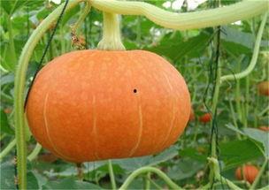 如何制作娱乐圈吃瓜素材,如何轻松制作热门吃瓜素材